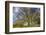 A grove of trees at Avebury, UK, a major Neolithic and medieval site.-Richard Wright-Framed Photographic Print