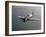 A Grumman F8F Bearcat in Flight-Stocktrek Images-Framed Premium Photographic Print