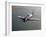 A Grumman F8F Bearcat in Flight-Stocktrek Images-Framed Premium Photographic Print