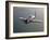 A Grumman F8F Bearcat in Flight-Stocktrek Images-Framed Photographic Print