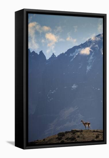 A guanaco (Lama guanaco) in front of the mountains of the Torres del Paine range, Patagonia, Chile,-Alex Robinson-Framed Premier Image Canvas