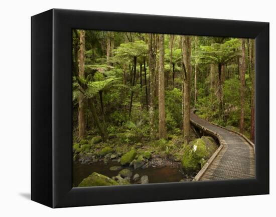 A.H. Reed Memorial Kauri Park, Whangarei, Northland, North Island, New Zealand-David Wall-Framed Premier Image Canvas