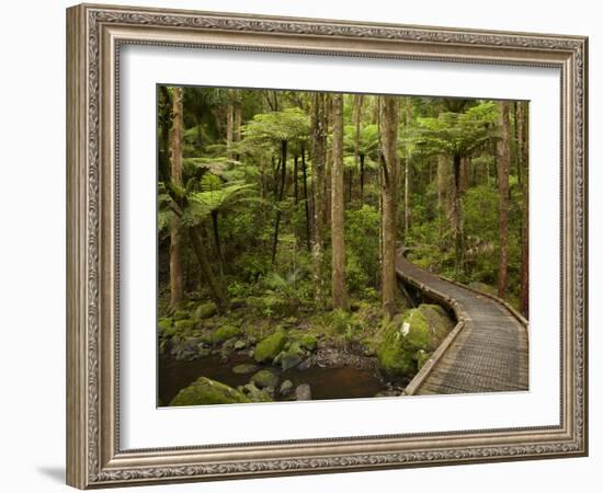 A.H. Reed Memorial Kauri Park, Whangarei, Northland, North Island, New Zealand-David Wall-Framed Photographic Print