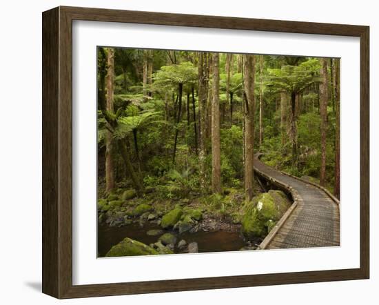 A.H. Reed Memorial Kauri Park, Whangarei, Northland, North Island, New Zealand-David Wall-Framed Photographic Print