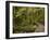 A.H. Reed Memorial Kauri Park, Whangarei, Northland, North Island, New Zealand-David Wall-Framed Photographic Print