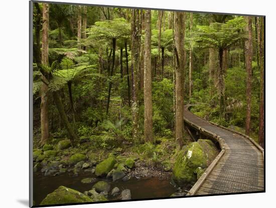 A.H. Reed Memorial Kauri Park, Whangarei, Northland, North Island, New Zealand-David Wall-Mounted Photographic Print