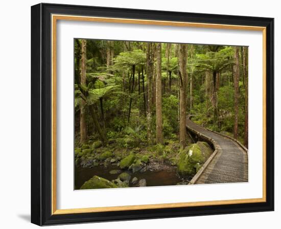 A.H. Reed Memorial Kauri Park, Whangarei, Northland, North Island, New Zealand-David Wall-Framed Photographic Print