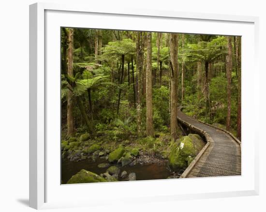 A.H. Reed Memorial Kauri Park, Whangarei, Northland, North Island, New Zealand-David Wall-Framed Photographic Print