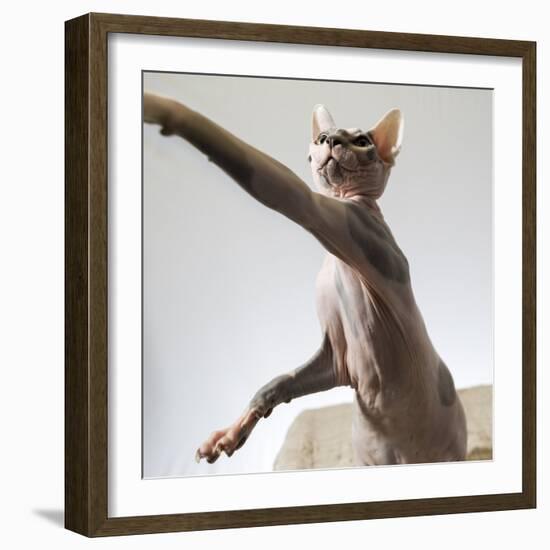 A hairless sphinx cat takes a swing at a toy-James White-Framed Photographic Print