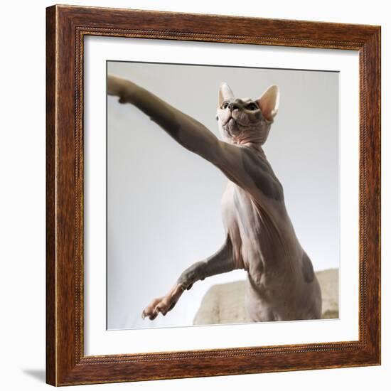 A hairless sphinx cat takes a swing at a toy-James White-Framed Photographic Print
