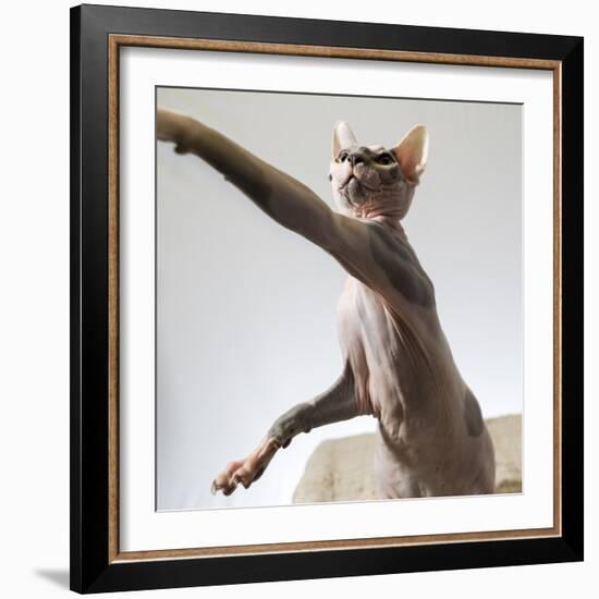 A hairless sphinx cat takes a swing at a toy-James White-Framed Photographic Print