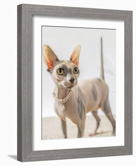 A hairless sphinx cat wearing pearls poses for a portrait-James White-Framed Photographic Print