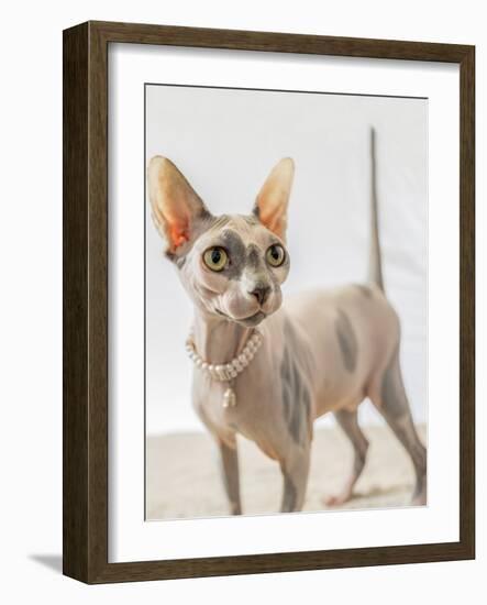 A hairless sphinx cat wearing pearls poses for a portrait-James White-Framed Photographic Print