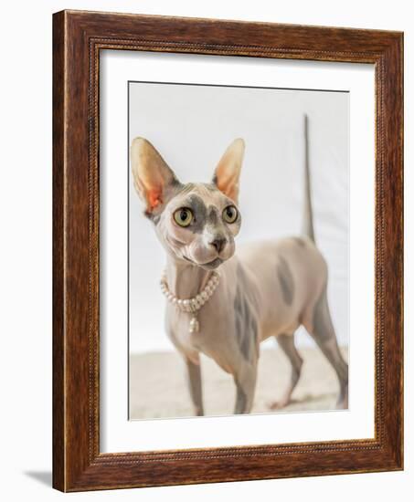 A hairless sphinx cat wearing pearls poses for a portrait-James White-Framed Photographic Print