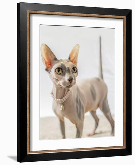 A hairless sphinx cat wearing pearls poses for a portrait-James White-Framed Photographic Print