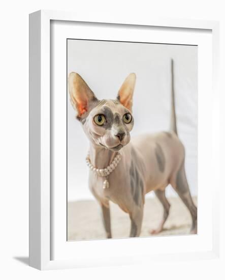 A hairless sphinx cat wearing pearls poses for a portrait-James White-Framed Photographic Print