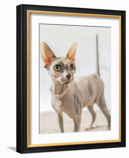 A hairless sphinx cat wearing pearls poses for a portrait-James White-Framed Photographic Print