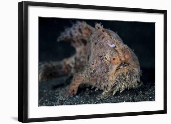 A Hairy Frogfish in Lembeh Strait, Indonesia-Stocktrek Images-Framed Photographic Print