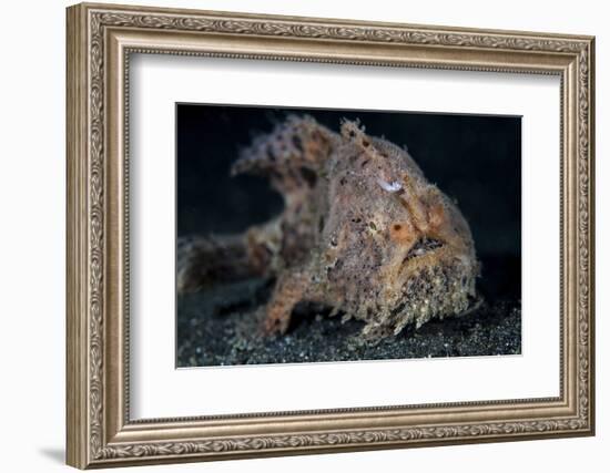 A Hairy Frogfish in Lembeh Strait, Indonesia-Stocktrek Images-Framed Photographic Print