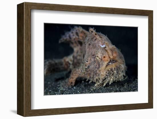 A Hairy Frogfish in Lembeh Strait, Indonesia-Stocktrek Images-Framed Photographic Print