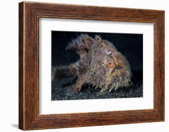 A Hairy Frogfish in Lembeh Strait, Indonesia-Stocktrek Images-Framed Photographic Print