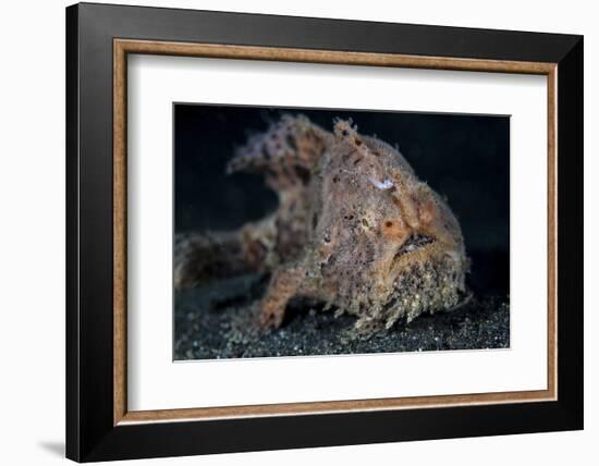 A Hairy Frogfish in Lembeh Strait, Indonesia-Stocktrek Images-Framed Photographic Print