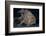 A Hairy Frogfish in Lembeh Strait, Indonesia-Stocktrek Images-Framed Photographic Print