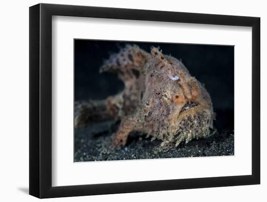 A Hairy Frogfish in Lembeh Strait, Indonesia-Stocktrek Images-Framed Photographic Print