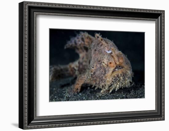 A Hairy Frogfish in Lembeh Strait, Indonesia-Stocktrek Images-Framed Photographic Print