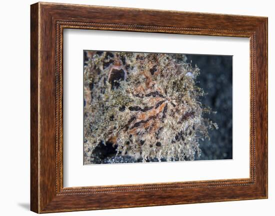 A Hairy Frogfish Waits to Ambush Prey on a Reef-Stocktrek Images-Framed Photographic Print