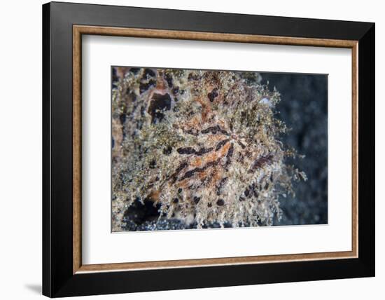 A Hairy Frogfish Waits to Ambush Prey on a Reef-Stocktrek Images-Framed Photographic Print