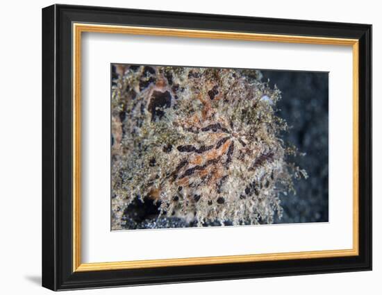 A Hairy Frogfish Waits to Ambush Prey on a Reef-Stocktrek Images-Framed Photographic Print
