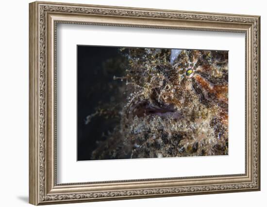 A Hairy Frogfish Waits to Ambush Prey on a Reef-Stocktrek Images-Framed Photographic Print