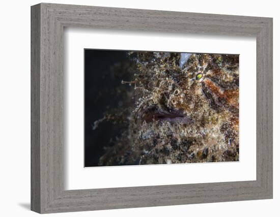 A Hairy Frogfish Waits to Ambush Prey on a Reef-Stocktrek Images-Framed Photographic Print