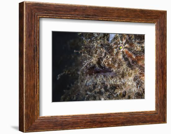 A Hairy Frogfish Waits to Ambush Prey on a Reef-Stocktrek Images-Framed Photographic Print