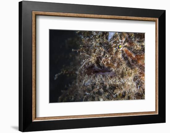 A Hairy Frogfish Waits to Ambush Prey on a Reef-Stocktrek Images-Framed Photographic Print