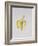 A Half-Peeled Banana, 1997-Alison Cooper-Framed Giclee Print