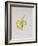 A Half-Peeled Banana, 1997-Alison Cooper-Framed Giclee Print