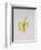 A Half-Peeled Banana, 1997-Alison Cooper-Framed Giclee Print