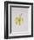 A Half-Peeled Banana, 1997-Alison Cooper-Framed Giclee Print