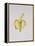 A Half-Peeled Banana, 1997-Alison Cooper-Framed Premier Image Canvas