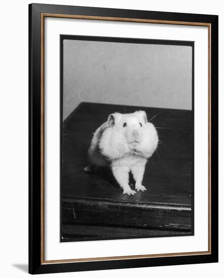 A Hamster with its Pouches Stuffed with Food-null-Framed Photographic Print