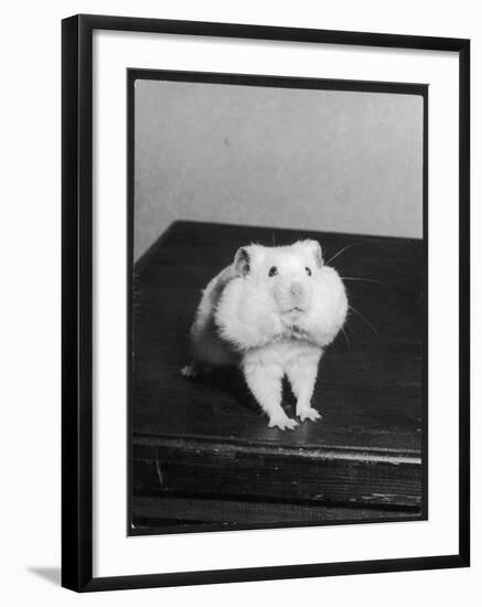 A Hamster with its Pouches Stuffed with Food-null-Framed Photographic Print