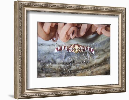 A Harlequin Swimming Crab Sits on its Host Tube Anemone-Stocktrek Images-Framed Photographic Print