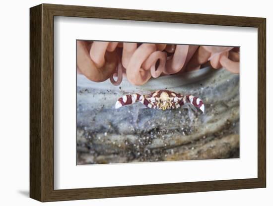 A Harlequin Swimming Crab Sits on its Host Tube Anemone-Stocktrek Images-Framed Photographic Print