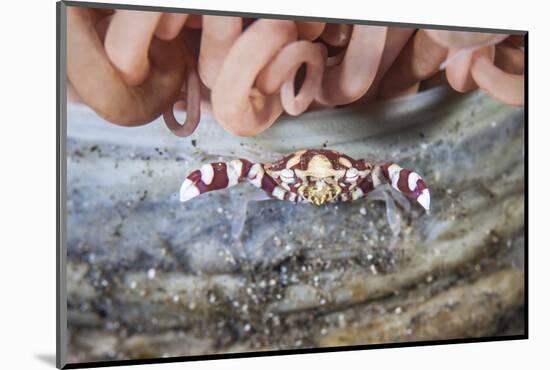 A Harlequin Swimming Crab Sits on its Host Tube Anemone-Stocktrek Images-Mounted Photographic Print