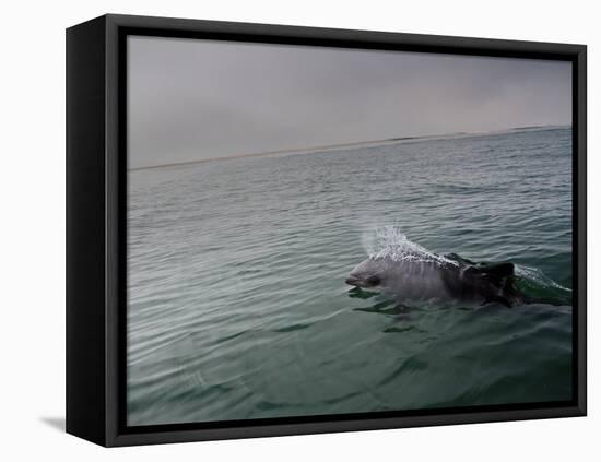 A Haviside's Dolphin, Cephalorhynchus Heavisidii, Comes Up for Air in the Atlantic Ocean-Alex Saberi-Framed Premier Image Canvas