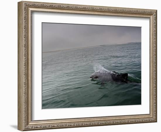 A Haviside's Dolphin, Cephalorhynchus Heavisidii, Comes Up for Air in the Atlantic Ocean-Alex Saberi-Framed Photographic Print