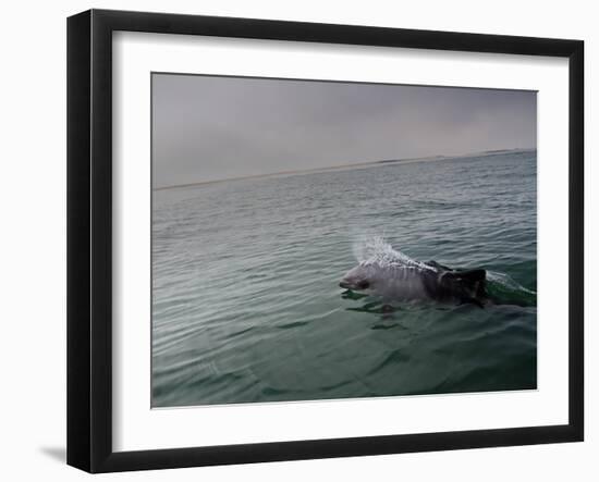 A Haviside's Dolphin, Cephalorhynchus Heavisidii, Comes Up for Air in the Atlantic Ocean-Alex Saberi-Framed Photographic Print