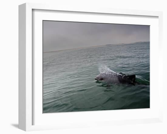 A Haviside's Dolphin, Cephalorhynchus Heavisidii, Comes Up for Air in the Atlantic Ocean-Alex Saberi-Framed Photographic Print
